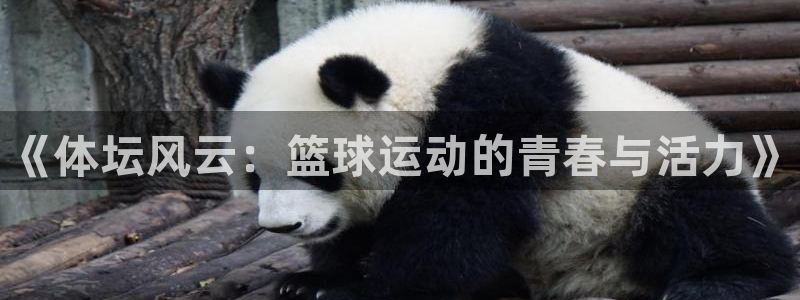 k1体育十年登录入口：《体坛风云：篮球运动的青春与活力》